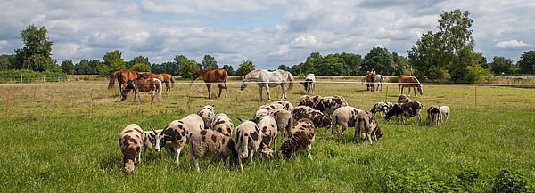 Schafe und Pferde auf einer grünen Wieser